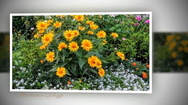 Последние цветы - улыбка осени смотреть онлайн