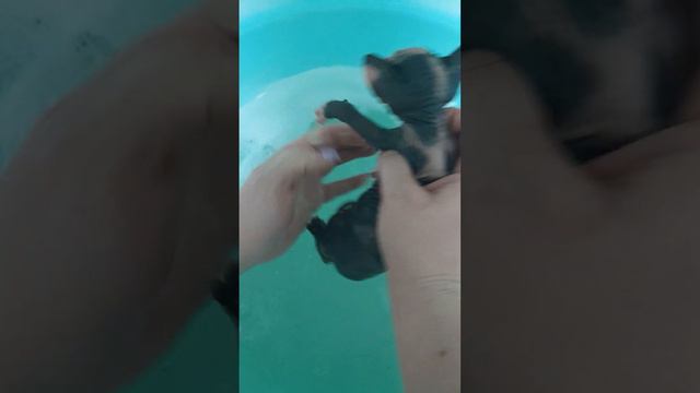 первое купание🐱#дом#животные#купаемся#малыши#котята#сфинкс смотреть онлайн