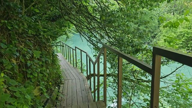 Тисо-самшитовая роща / Сочи 2023 (Уровень РКИ A2-B1) смотреть онлайн