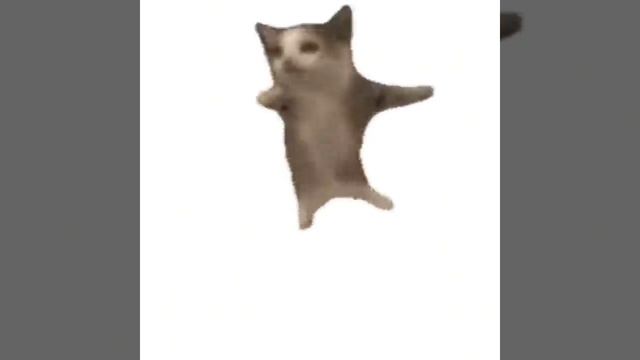 (_´∇`)ﾉ Кот флексит под дикий Дэнс