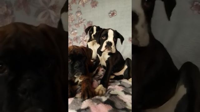 2021 01 11 13 58 17 Щенки боксера тигровые смотреть онлайн