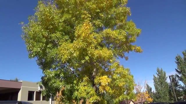 Arizona Ash in fall color - Fraxinus velutina смотреть онлайн