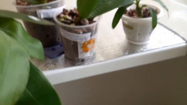 отзыв о сайте пассифлора.ру смотреть онлайн