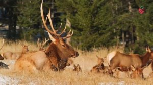 ЛЕСНЫЕ ЖИВОТНЫЕ для детей