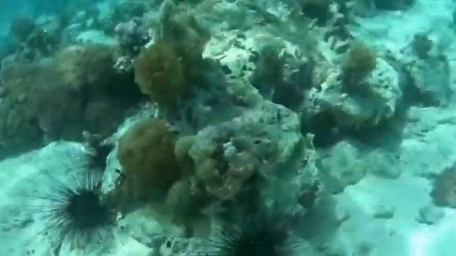 ВВК Занзибар Танзания. Подводный мир пляжа Нунгви своими глазами. Nungwi Beach Amaan Beach Bungalow смотреть онлайн