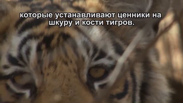 Нелегальная торговля дикими животными смотреть онлайн