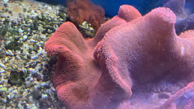 Интернет магазин REEF EXCLUSIVE смотреть онлайн