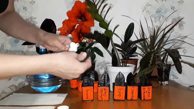 Замиокулькас Черный,укоренение в разных субстрактах.Zamioculcas Black,rooting Different Substrates.