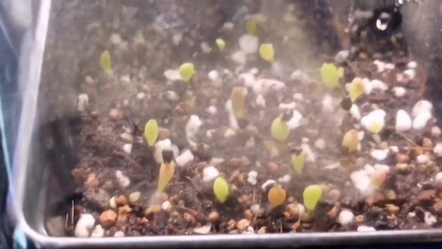 Astrophytum Cactus Seed Germination (Sowing Cactus Seeds UPDATE) 10th May 2020 смотреть онлайн