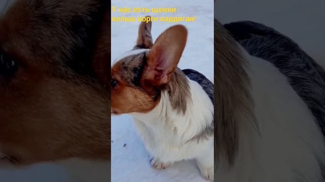 Мраморные щенки корги - вельш корги кардиган! смотреть онлайн