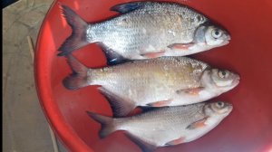 Вяленая густера