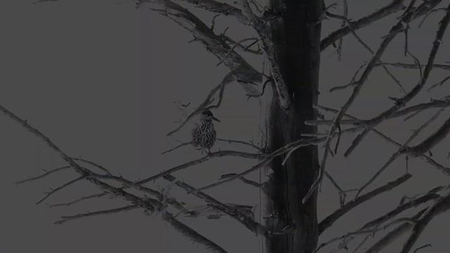 Вдали от суеты. Телецкое озеро смотреть онлайн
