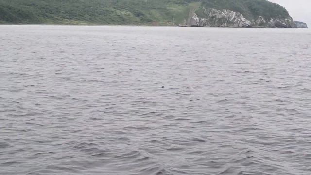 Всемирный день Бутылочной почты во Владивостоке с Посткроссерами Приморья. 28 июля 2022 г. смотреть онлайн