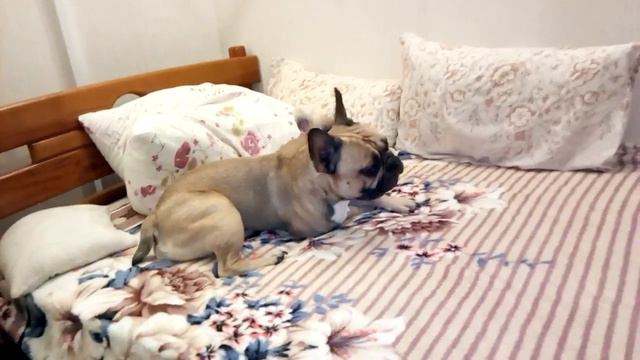 Французский бульдог Рэмбо. Последний день с папой.Ч. 2 смотреть онлайн