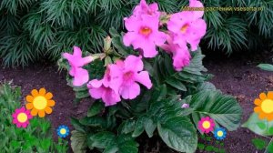 Инкарвиллея делавея. Краткий обзор, описание характеристик, где купить саженцы incarvillea delavayi