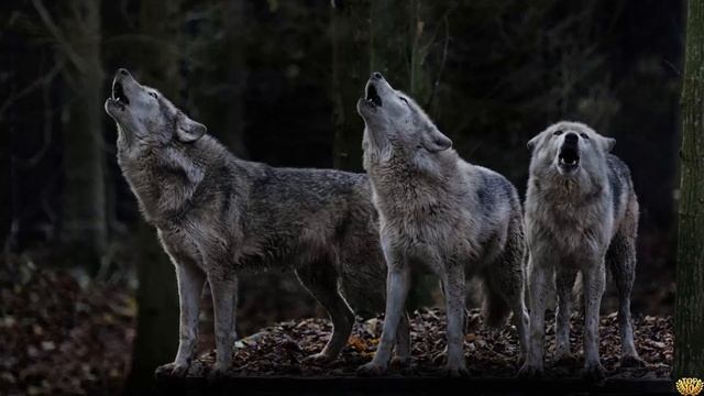 ВОЛЧЬЯ СТАЯ - ЖИЗНЬ ВОЛКОВ В ДИКОЙ ПРИРОДЕ смотреть онлайн