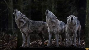 ВОЛЧЬЯ СТАЯ - ЖИЗНЬ ВОЛКОВ В ДИКОЙ ПРИРОДЕ