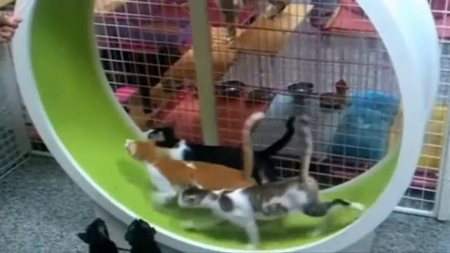 Наши любимые домашние кошечки смотреть онлайн