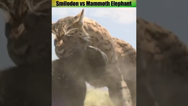 Smilodon vs Mammoth Elephant #animals #shorts #smilodon смотреть онлайн