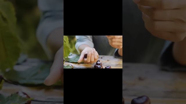 Каштан. Виды и места произрастания #shorts #dano смотреть онлайн