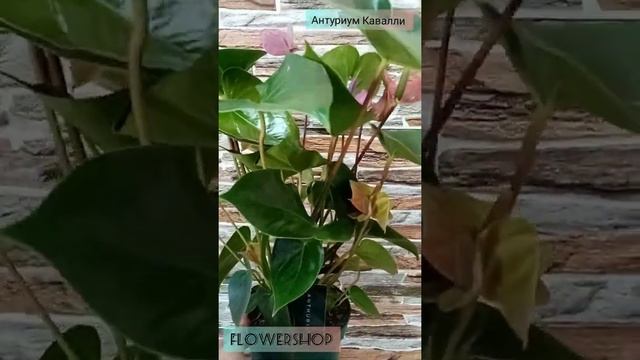 Антуриум Кавалли смотреть онлайн