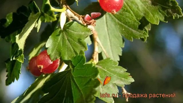 Смородина альпийская (ribes alpinum) ? альпийская смородина обзор: как сажать, саженцы смородины смотреть онлайн