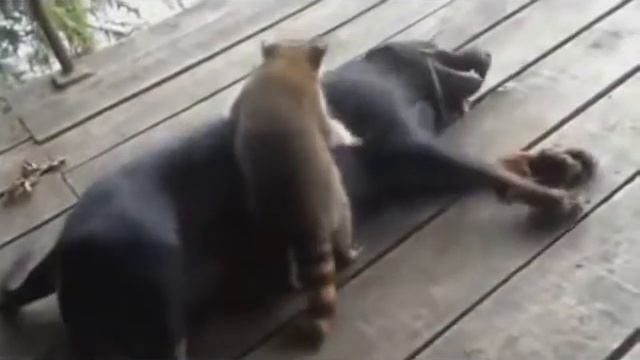 Енот и пёс смотреть онлайн