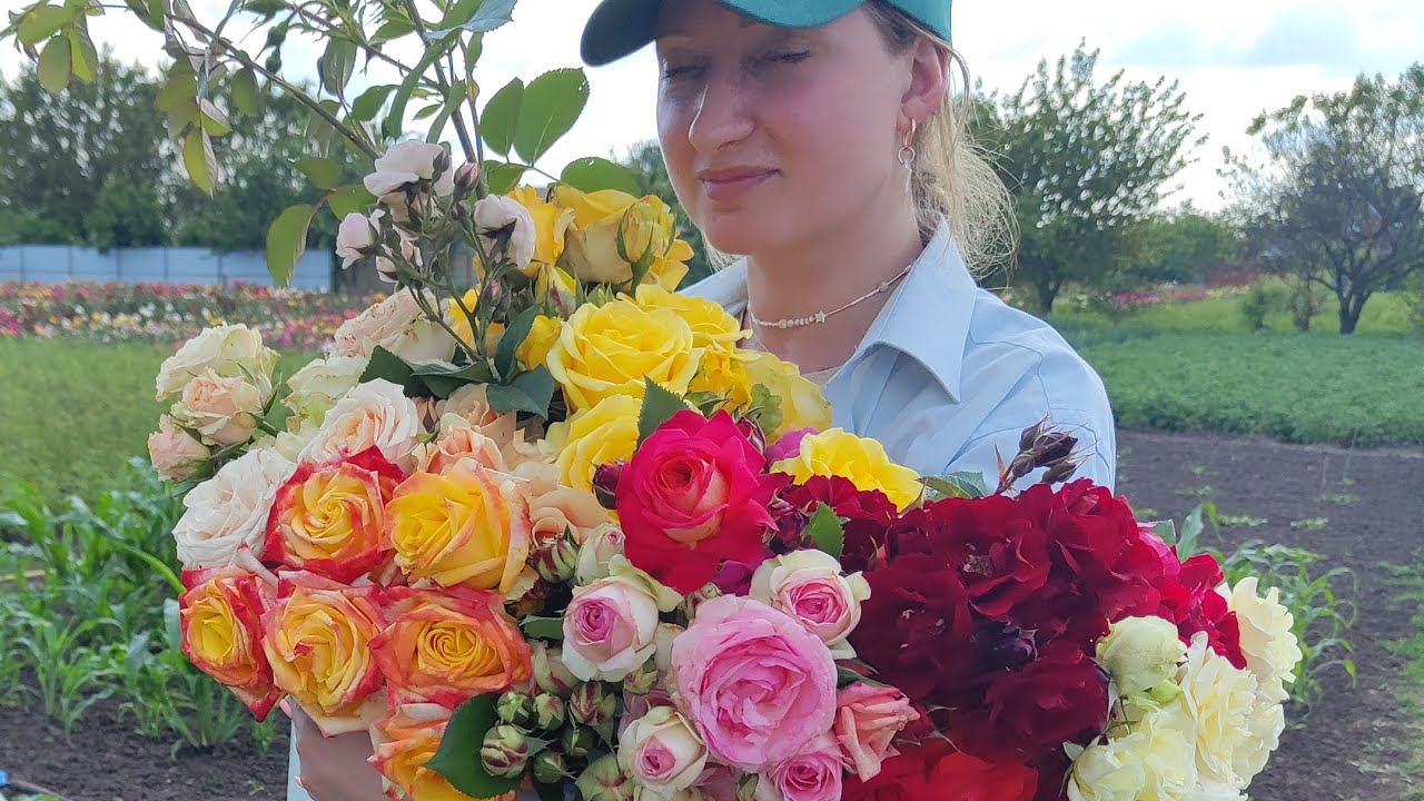 Садовые розы - обзор и характеристики смотреть онлайн