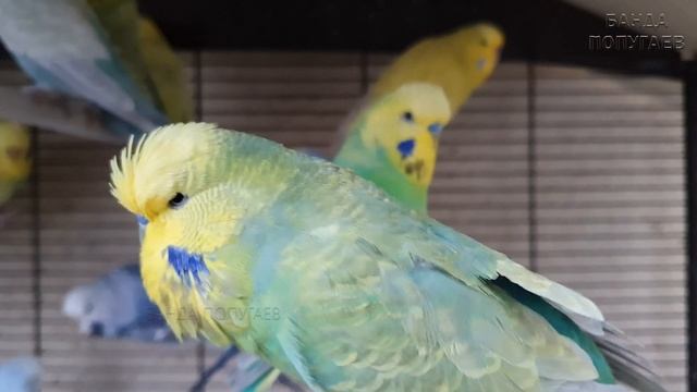 Разводные пары выставочных волнистых попугаев || Привет от стайки волнистиков :) смотреть онлайн
