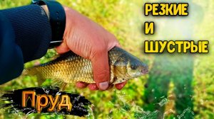 РЫБАЛКА В ЛЕСНОМ ПРУДУ  ПОСЛЕДНИЙ 4 ДЕНЬ ВОТ ЭТО КЛЁВ