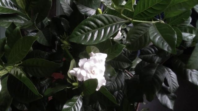 Предпочитаю горшки для растений небольшого объёма. смотреть онлайн