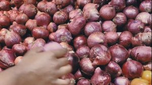 Как вырастить лук без стрелок. Сажаем лук-севок.