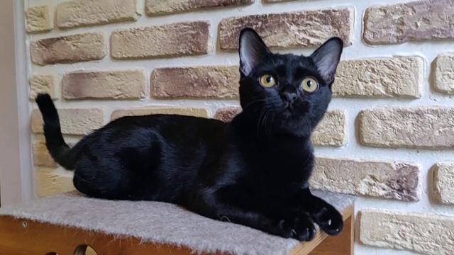 #БОМКАРУЗО / Бомбей / Кот / Bombay смотреть онлайн