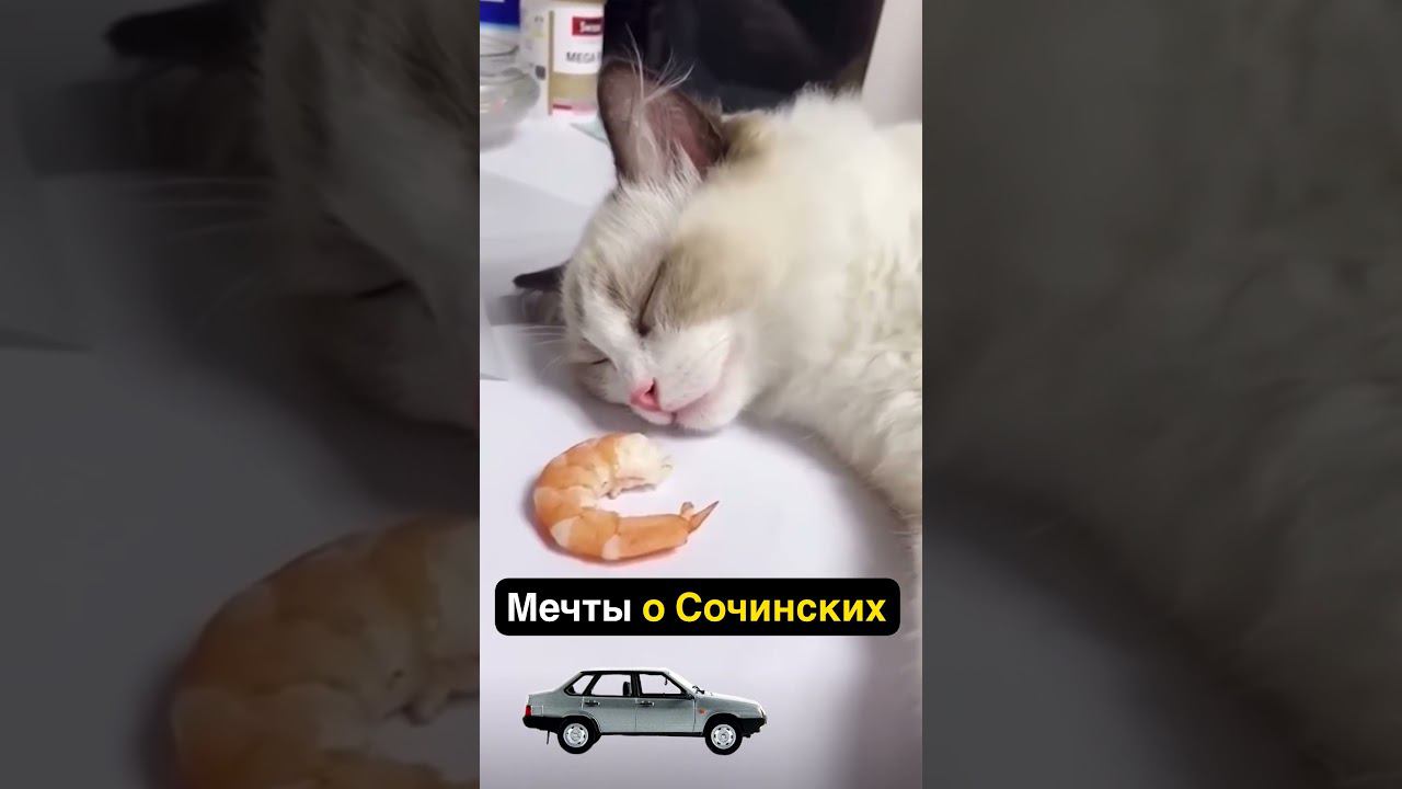 Добрая шутка над милым котиком #shorts смотреть онлайн