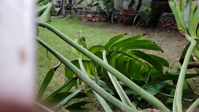 Dragon Tail/ Epipremnum Pinnatum Plant Propagation By Cutting ?