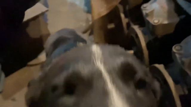 Собакевич « Черныш « смотреть онлайн