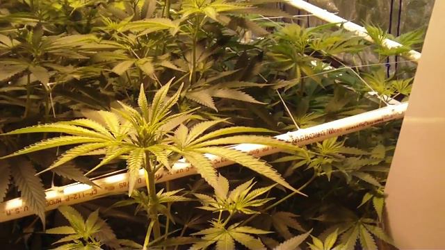 GROW SEASON 4 ( 1 WEEK FLOWER ) 8 weeks 2 days смотреть онлайн