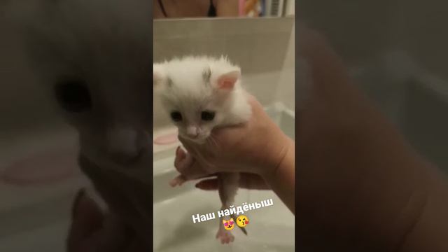 🥰🤗 Наш мылышик #найденыш #питомец #любимец #кот