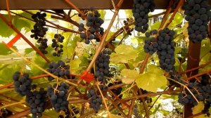 Виноград в Подмосковье: сорт "Альфа"