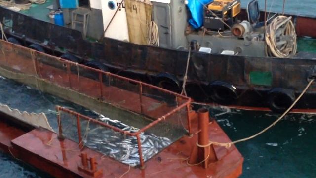 Прорезь с красной рыбой Часть 2 Мыс турали Рыбалка 2016 смотреть онлайн