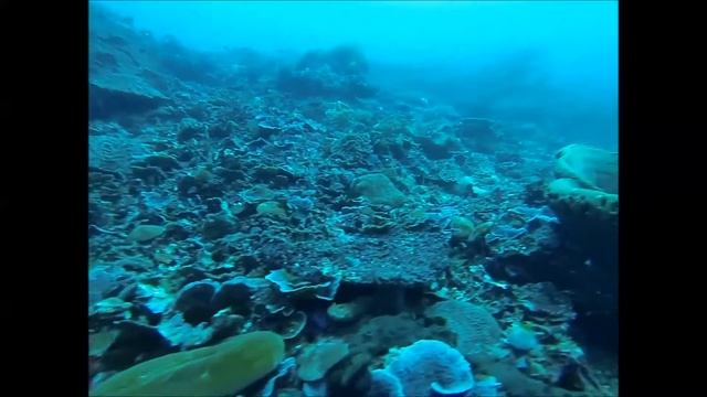 Dive Bali - Candidasa - island / reef / wall смотреть онлайн