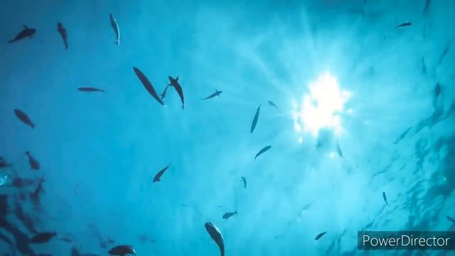 HALO - Cello Under Water | Stjepan Hauser смотреть онлайн