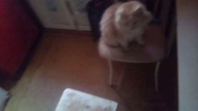 Друга Сашу увезли в больницу, Вася кот опять у меня. Зоопарк. смотреть онлайн