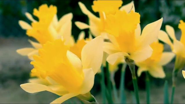 Flute Music For Meditation | Bamboo Flute | Peaceful Sleep | Relieves Stress | Sound Of Silence смотреть онлайн