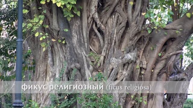 фикус священный смотреть онлайн