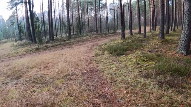 Прогулки по лесу. Маслята. Заканчиваю грибной сезон. смотреть онлайн