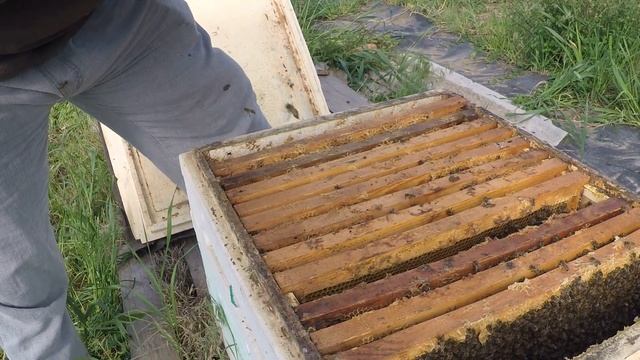 Улей внутри смотреть онлайн
