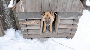 Теплая собачья будка сруб своими руками из дерева кругляка утепленная для собаки