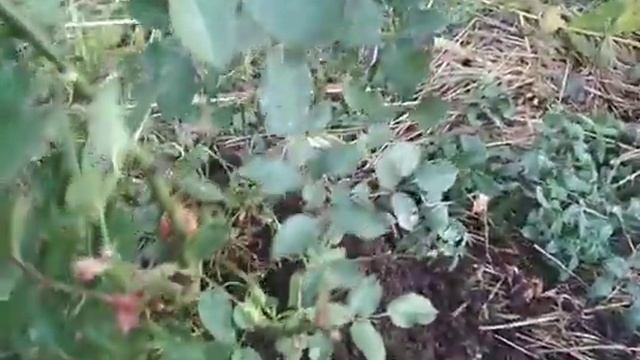 элементарное укрытие роз смотреть онлайн