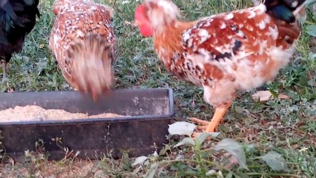 Вечерний видеообзор!!! Куры на свободном выгуле!!!
